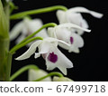 Genseyoran Dendrobium parishii var。semi-alba圖片 67499718