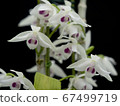 Genseyoran Dendrobium parishii var。semi-alba圖片 67499719
