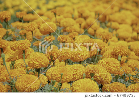 Yellow Marigold flowers or Tagetes erecta in garden. Yellow Marigold flowers or Tagetes erecta in garden. 67499753