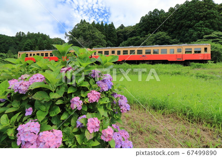 Hydrangea and Kominato Railway train 67499890