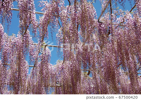 Wisteria flowers lilac shower 67500420