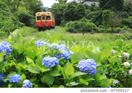 小港鐵路“繡球花在外地”火車在後台 67500527