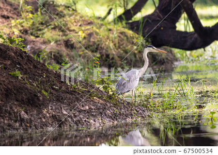 grey heron or Ardea cinerea near water body at keoladeo national park or bharatpur bird sanctuary rajasthan india 67500534