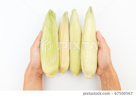 corn  67500567
