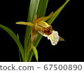 蘭花物種Coelogyne Lawrenceana花 67500890