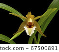 蘭花物種Coelogyne Lawrenceana花 67500891