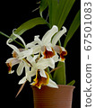 蘭花雜種Coelogyne Mem Fukuba花 67501083