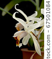 蘭花雜種Coelogyne Mem Fukuba花 67501084