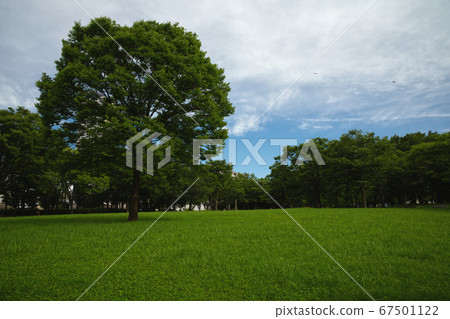 Atsuta Higashi Park, green landscape at the end of the rainy season 67501122