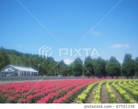 Scenery of Hokkaido Furano Farm Tomita Scenery of Hokkaido Furano Farm Tomita 67501336