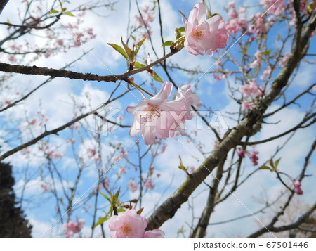 Cherry blossoms at Baekje Temple in Shiga Prefecture Cherry blossoms at Baekje Temple in Shiga Prefecture 67501446