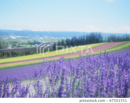 北海道富良野薰衣草田的風景 北海道富良野薰衣草田的風景 67501551