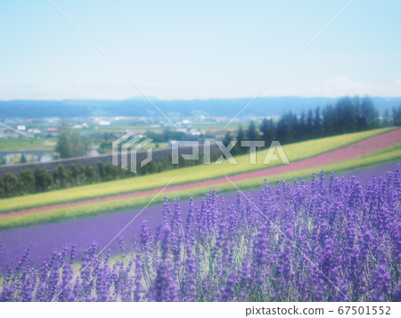 北海道富良野薰衣草田的風景 67501552
