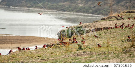 Southern carmine bee-eater large group near river Southern carmine bee-eater large group near river 67501636