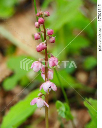 紅花Ixiaxia 紅花Ixiaxia 67501845