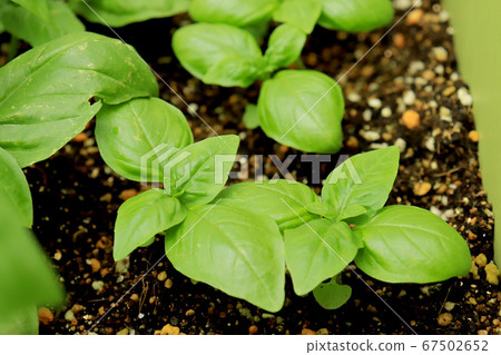 Basil cultivation 67502652