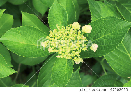 Hydrangea bud 67502653