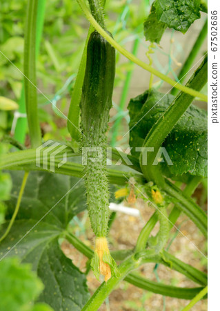 Cucumber cultivation Cucumber cultivation 67502686