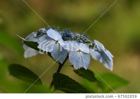 繡球 繡球 67502859