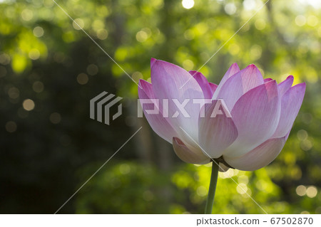 Close-up of lotus flower on the pond at sunny day 67502870
