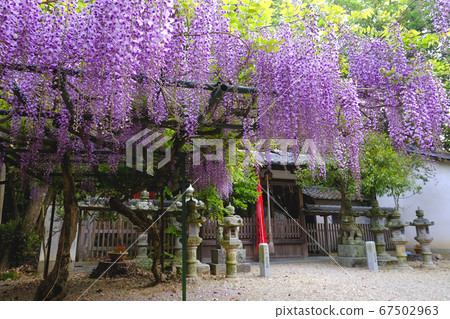 Diva Shrine的紫藤(奈良縣奈良市) Diva Shrine的紫藤(奈良縣奈良市) 67502963