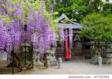 Diva Shrine的紫藤(奈良縣奈良市) Diva Shrine的紫藤(奈良縣奈良市) 67502964