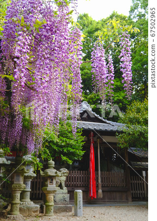 Diva Shrine的紫藤(奈良縣奈良市) Diva Shrine的紫藤(奈良縣奈良市) 67502965