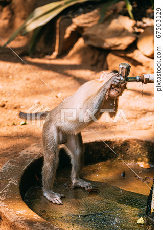 Goa, India. Physically Challenged Bonnet Macaque Drinking Water From a Faucet. Macaca Radiata Or Zati 67503129