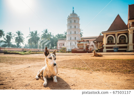 Kavlem, Phonda, Goa, India. Dog Resting Near Shree Shantadurga Mandir, Kavlem Temple. Famous Landmark And Popular Destination. White Lamp Tower. Shantadurga Devi 67503137