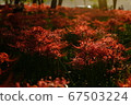 Cluster amaryllis 67503224