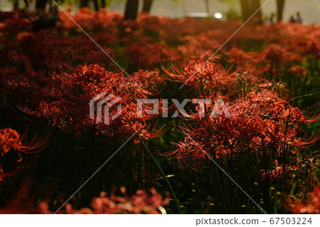 Cluster amaryllis Cluster amaryllis 67503224