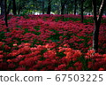 Cluster amaryllis 67503225