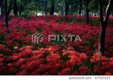 群集孤挺花 群集孤挺花 67503225
