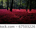 Cluster amaryllis 67503226
