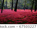Cluster amaryllis 67503227