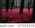 Cluster amaryllis 67503228