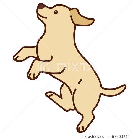 Cute labrador jumping sideways with main line 67503241