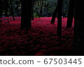 Cluster amaryllis 67503445