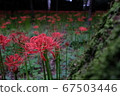 Cluster amaryllis 67503446