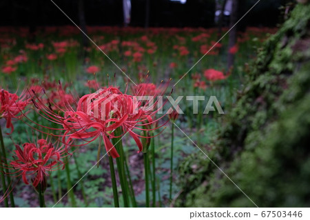 群集孤挺花 67503446