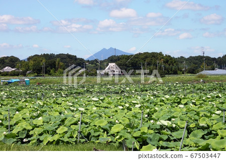 蓮田在背景中遍布筑波山 蓮田在背景中遍布筑波山 67503447
