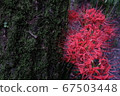Cluster amaryllis 67503448