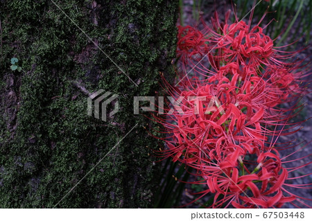 群集孤挺花 67503448