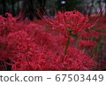 Cluster amaryllis 67503449