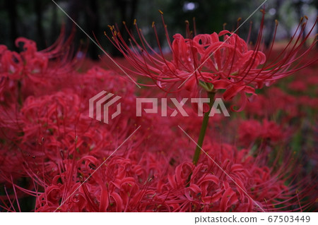 群集孤挺花 群集孤挺花 67503449