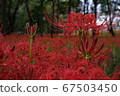 Cluster amaryllis 67503450