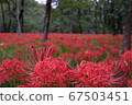 Cluster amaryllis 67503451