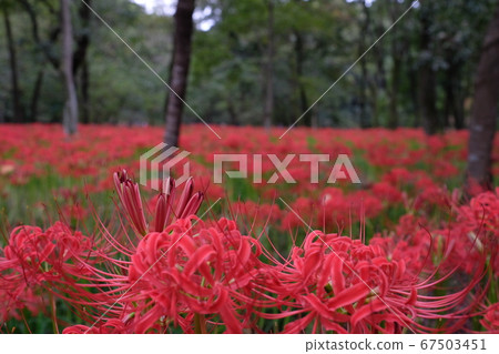 群集孤挺花 群集孤挺花 67503451