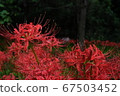 Cluster amaryllis 67503452
