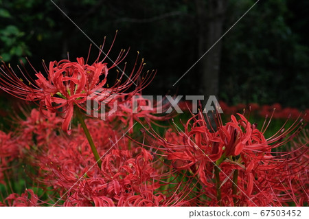 Cluster amaryllis Cluster amaryllis 67503452